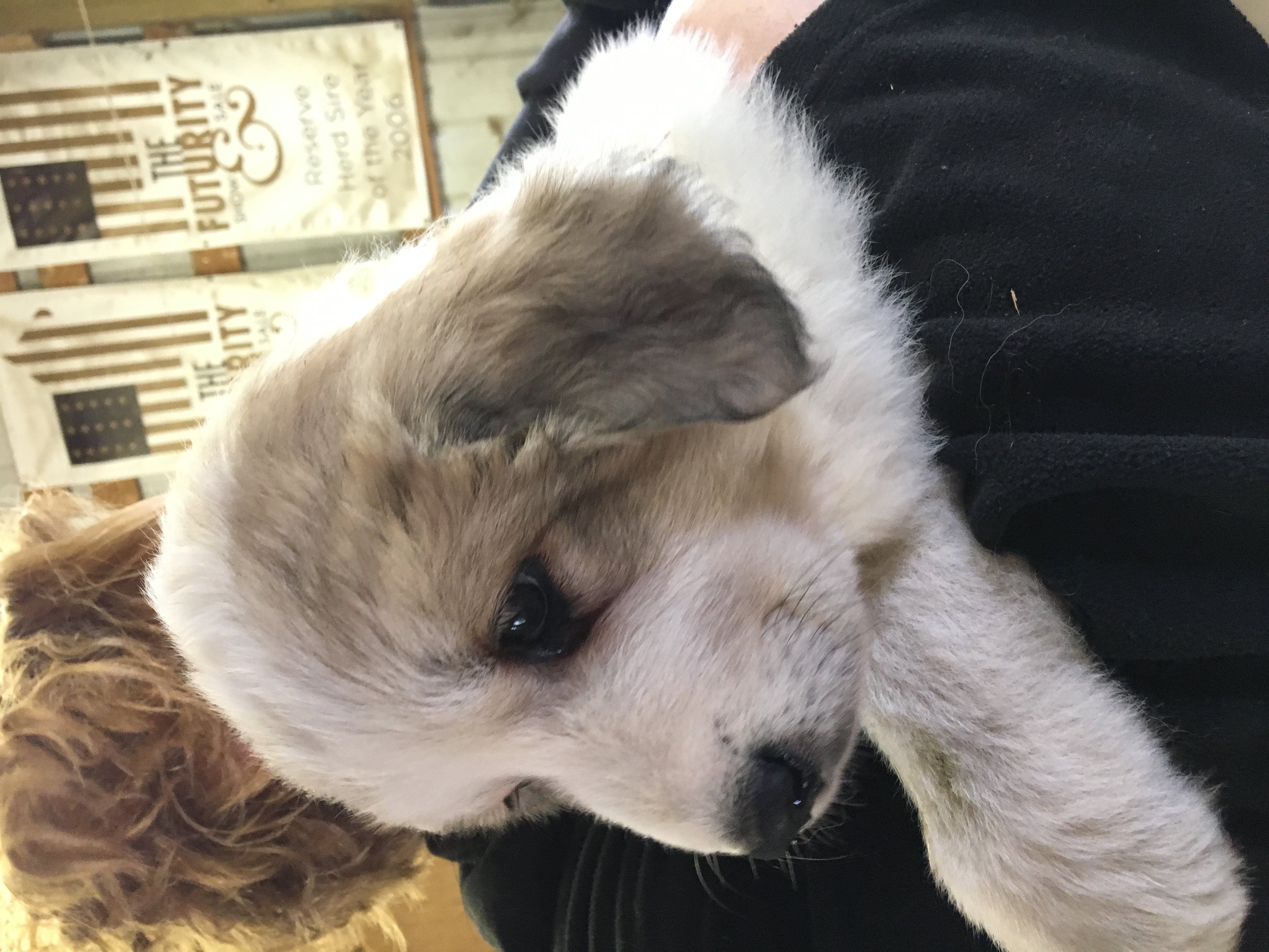 A Great Pyrenees Puppy