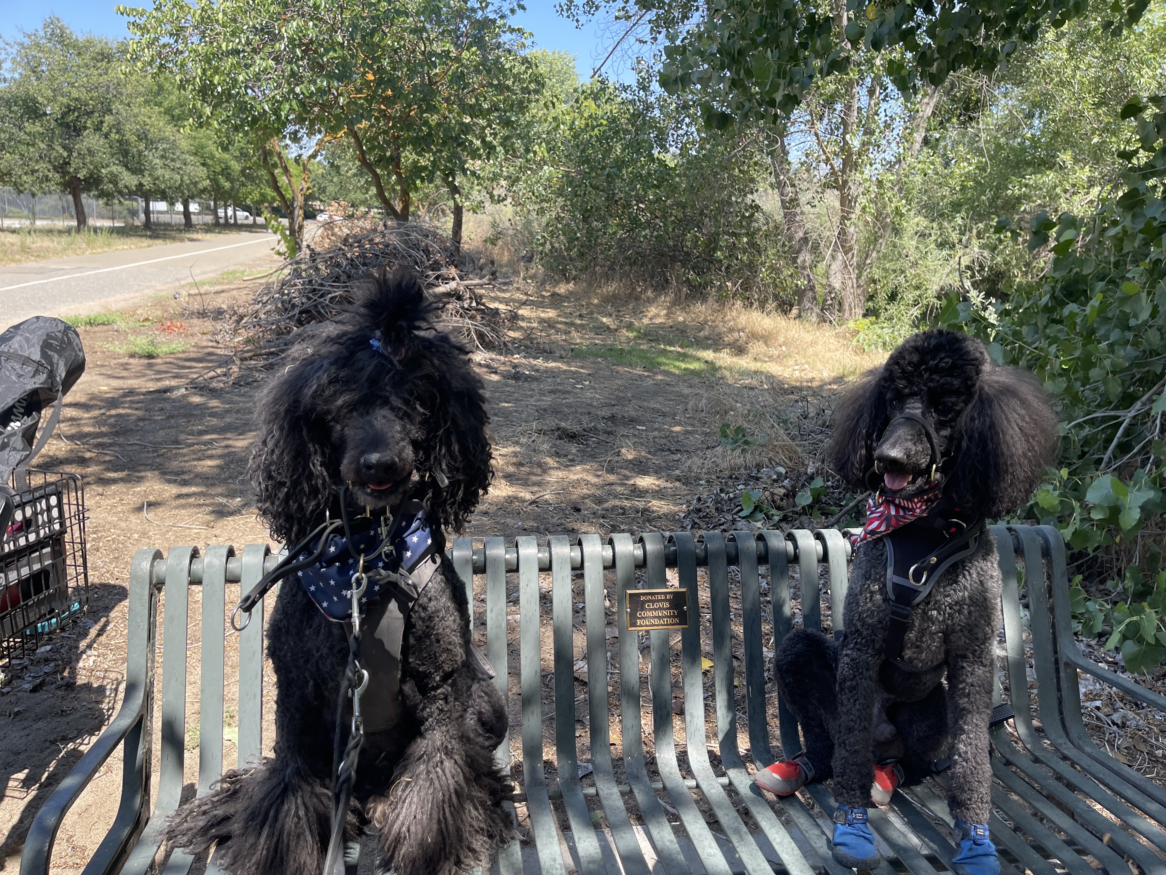 Two black Standard Poodles sitting on a park bench