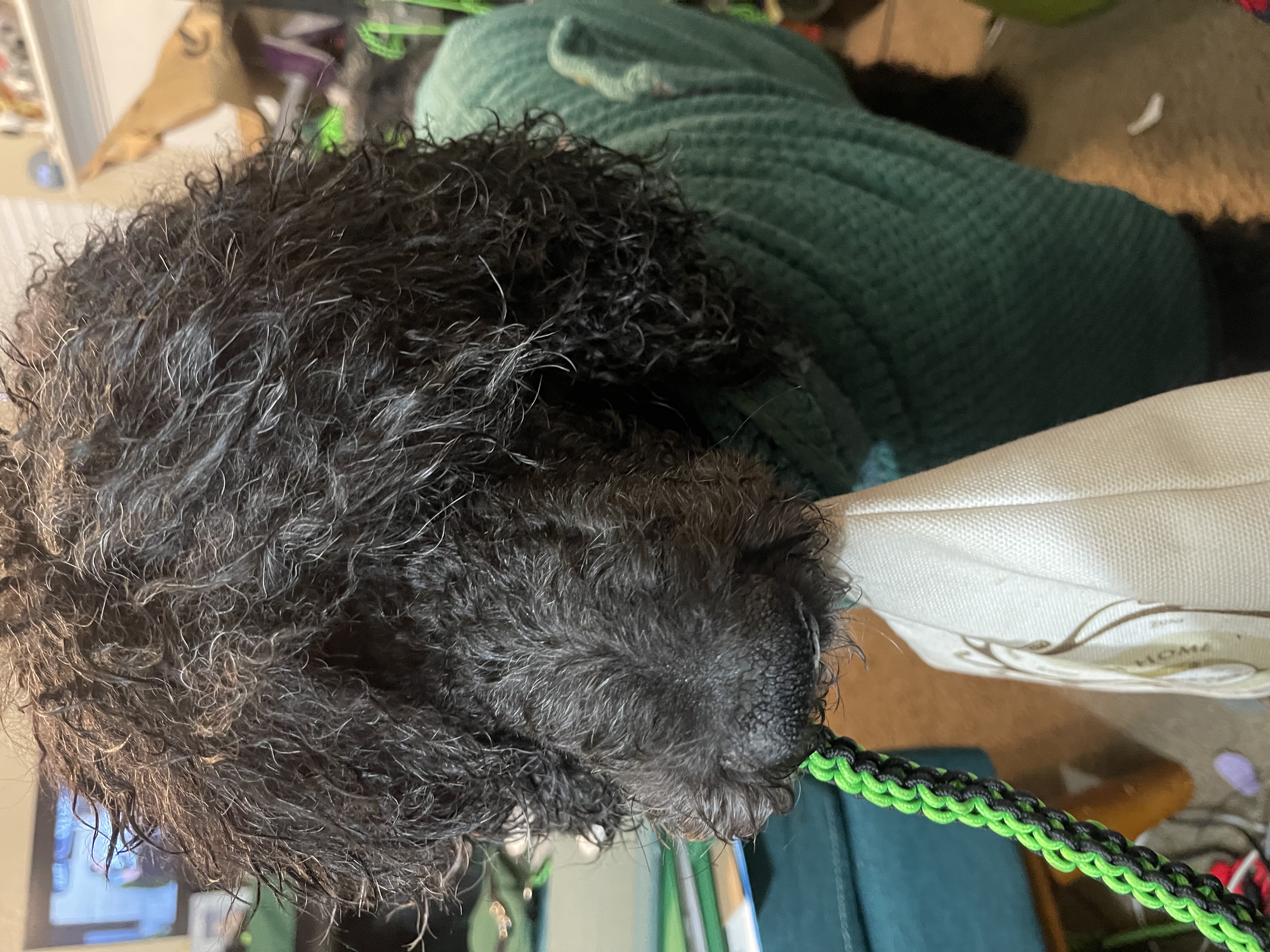 Nick, a blue Standard Poodle holding a medical bag in his mouth