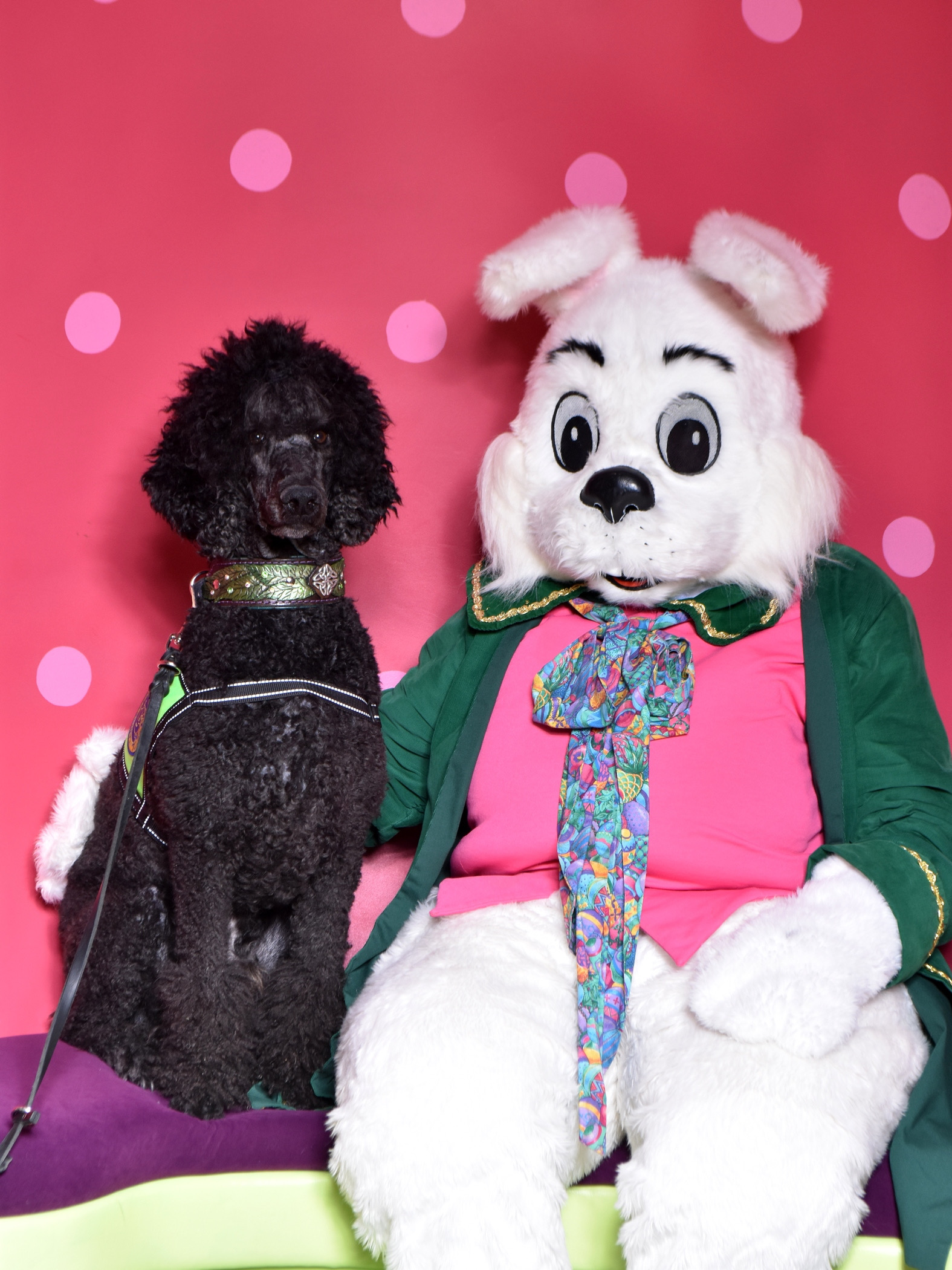 Nick, a blue Standard Poodles, with the Easter Bunny 